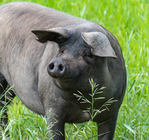 A large all black hog stands in a field of tall green grass looks curiously to the left 