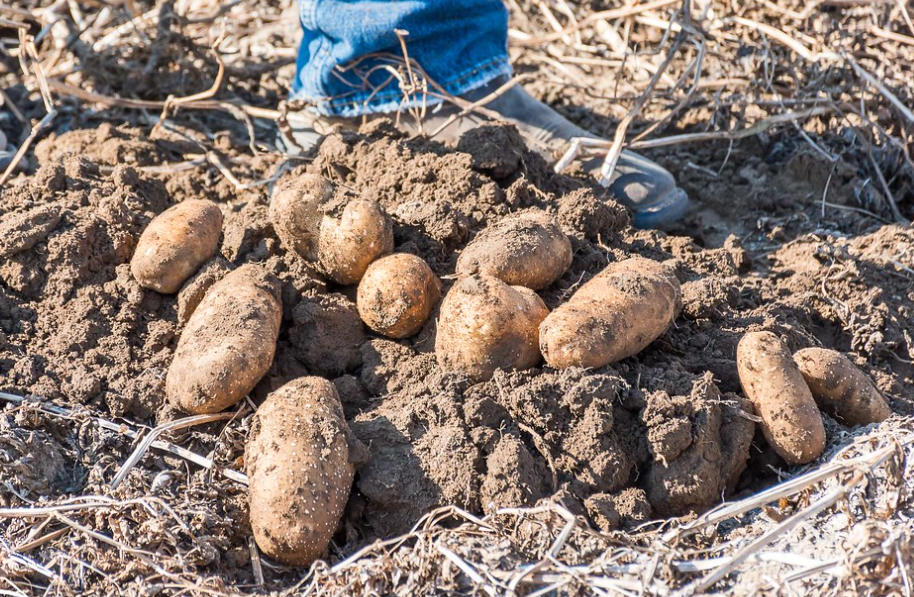 Several potatoes laying in a field, still covered in dirt from being harvested.