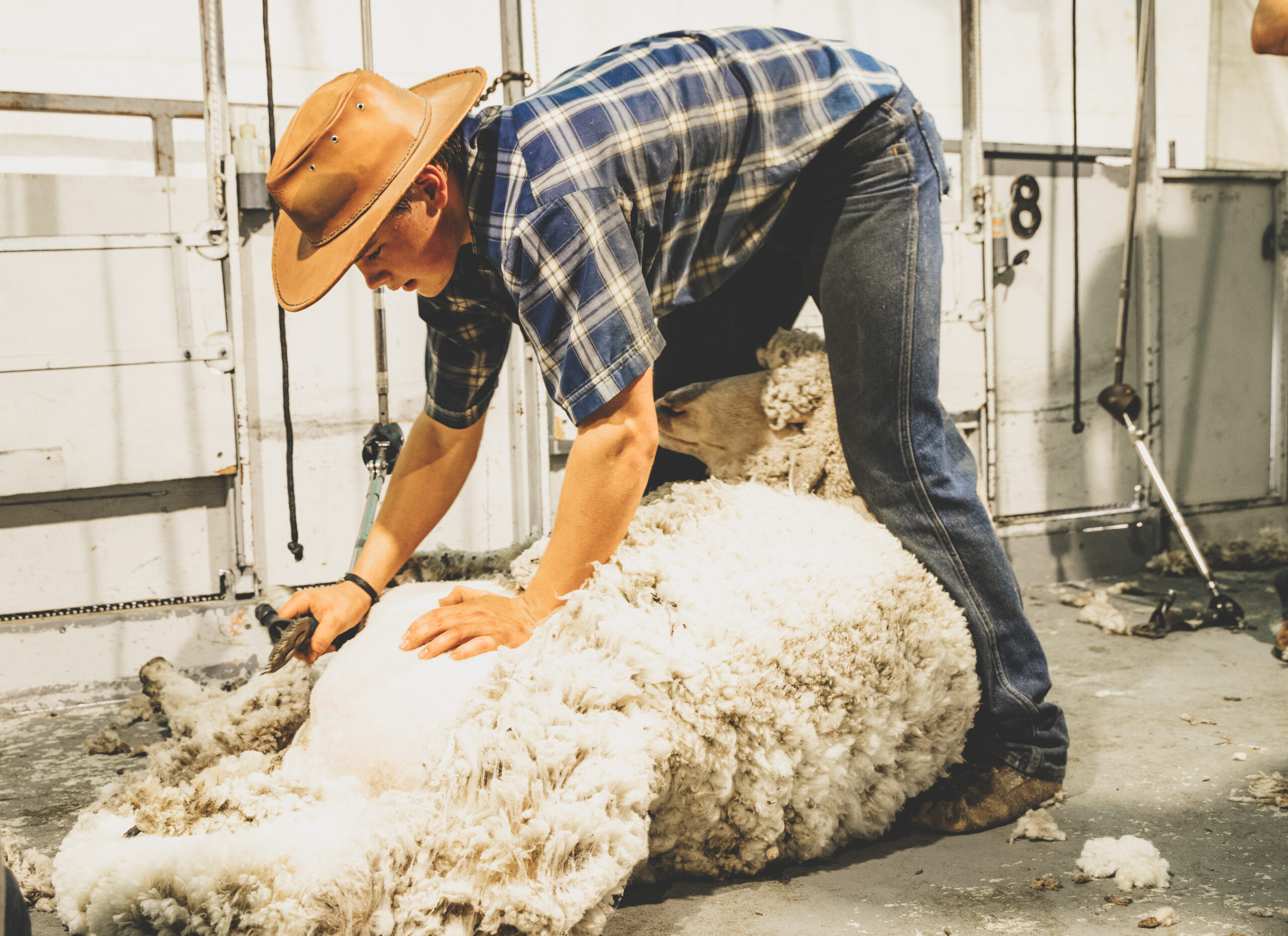 A young man bent over a sheep with an electric shearing blade, shearing the sheep's long wool coat. 