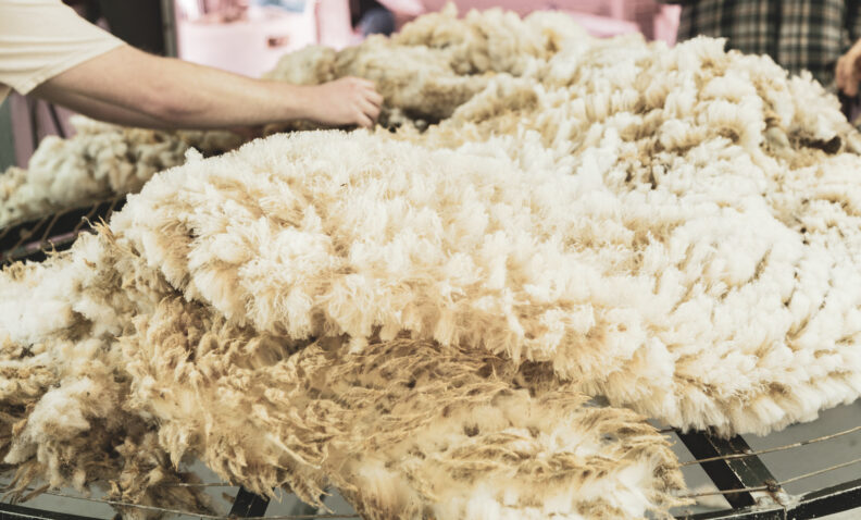 A large pile of freshly sheared wool that took place at the annual shearing school.