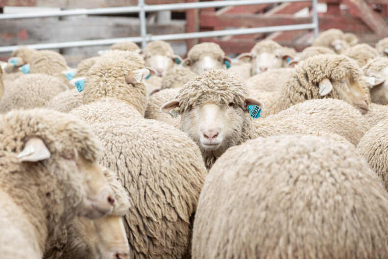 A herd of sheep all standing together facing the other way, except one sheep is looking straight at the camera. The sheep have a long coat and are waiting to be sheared, and their wool collected.