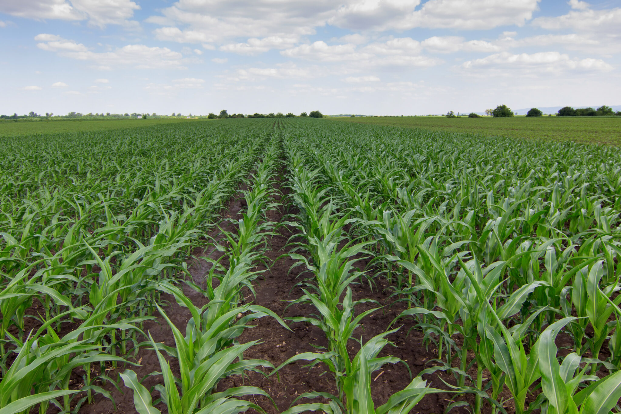 Decorative. Green stalks of corn all in rows, growing in what seems like an endless field.