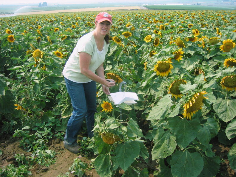 Rows of bright green growing Parsley in a vast appearing crop. 
