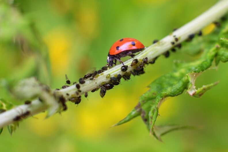 Decorative. Red & black spotted lady bug on a stem with louse, as she eats away on the louse. Lady bug as a plant louse predator, biological protection.