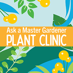 Decorative. plant clinic image