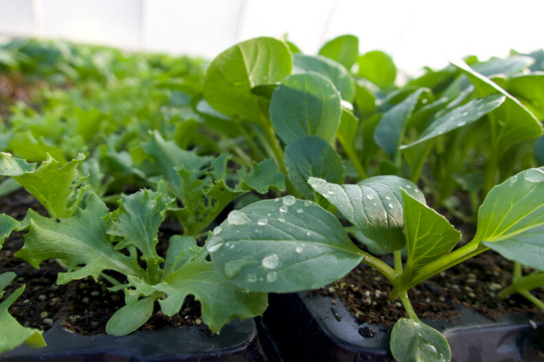 Decorative. Several types of potted plants ready to be planted. Green leaves in various shapes with droplets of rain sitting atop the leaves.