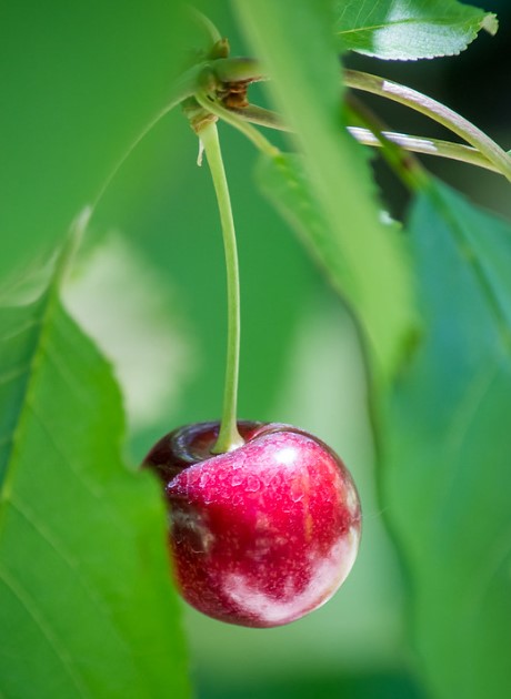 A single bright deep red cherry still hanging by its green stem on the tree.