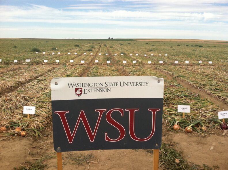An image of a Sign reading "Washington State University Extension, WSU" in front of a vast field of onion cultivar trials. Row of the onions are marked with small stakes that have the type of onion labeled for each row. 