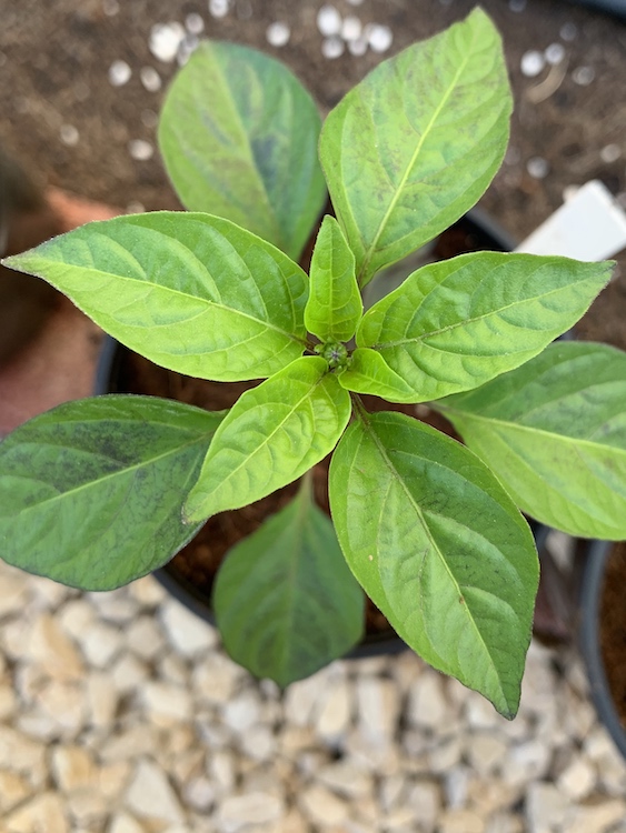 Young pepper plant.