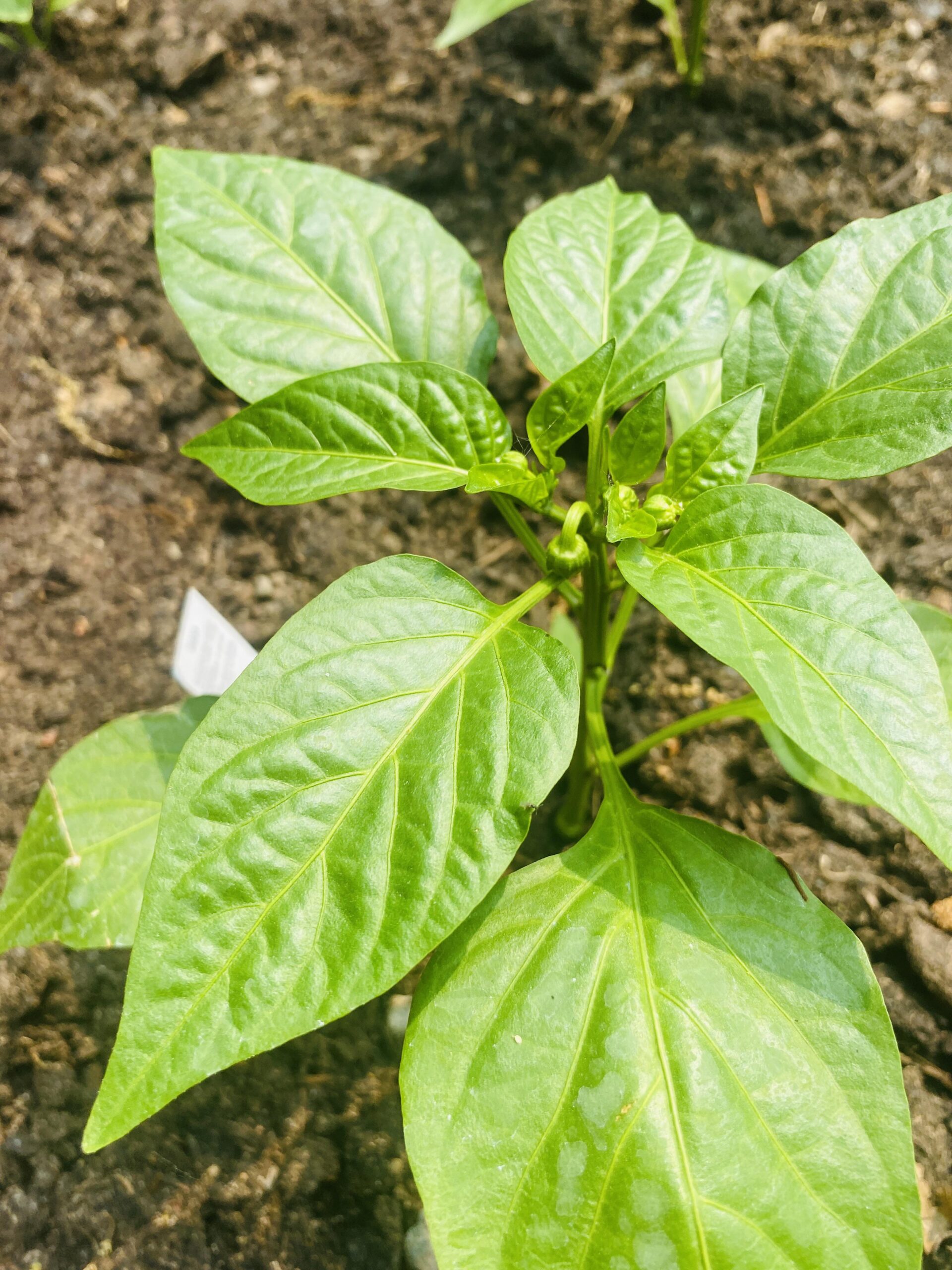 Young Vegetable Plant in the garden