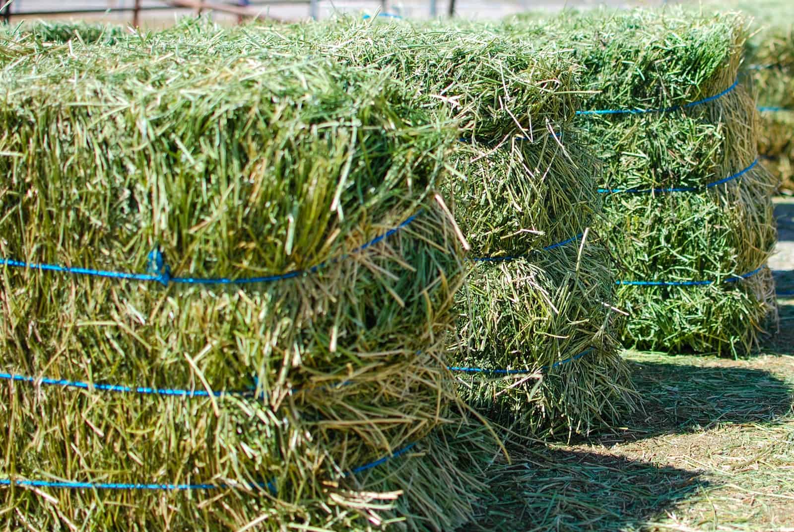 Decoration. Green freshly baled alfalfa.