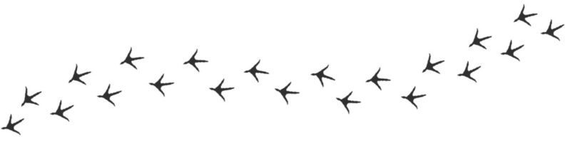 Poultry footsteps.
