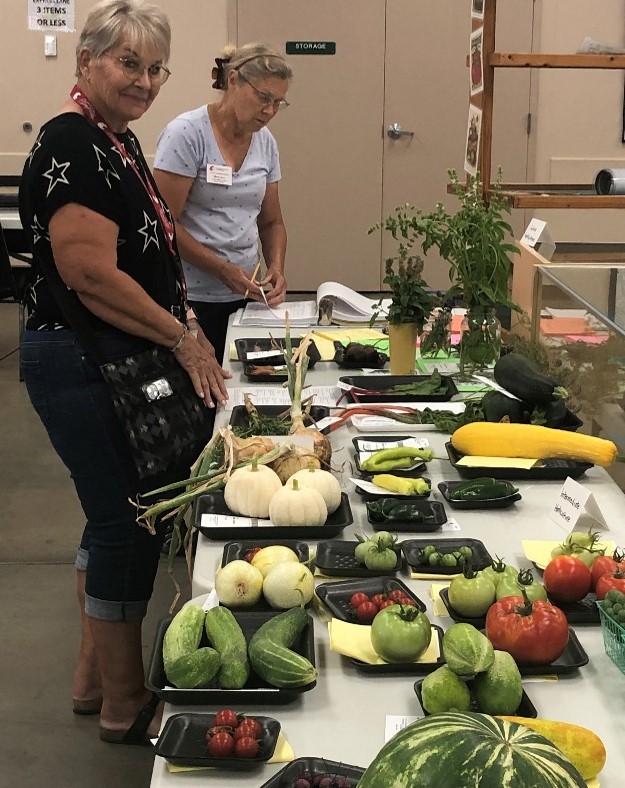 Master Gardeners judging vegetable at the Grant County Fair