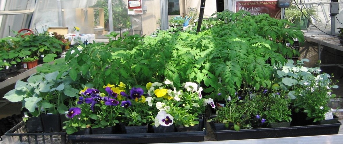 Plants on a table in a greenhouse.
