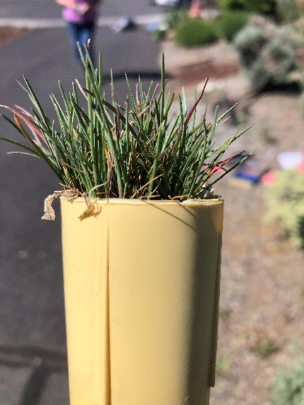 Plant in a yellow pot