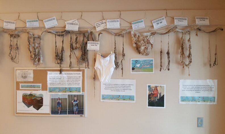 Soil Your Undies results: decomposed underwear on display at the Grant County Fair