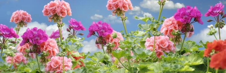 Pink and purple flowers