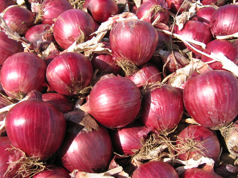 Group of red onions