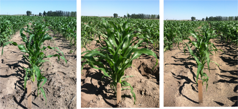 Three images of a corn field looking down the rows