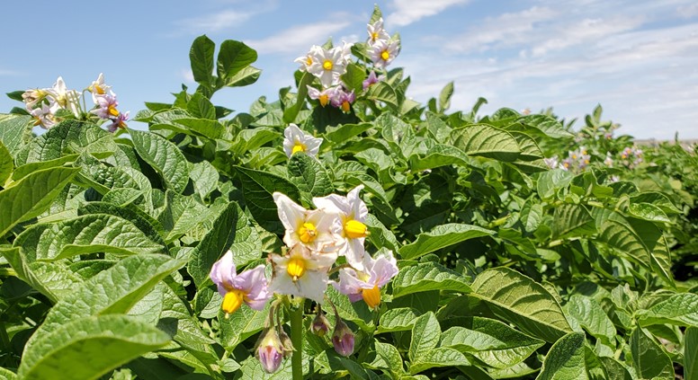 Potato plants with blooms