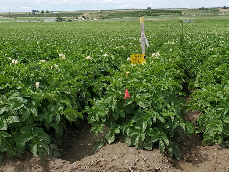 Field of potato plants