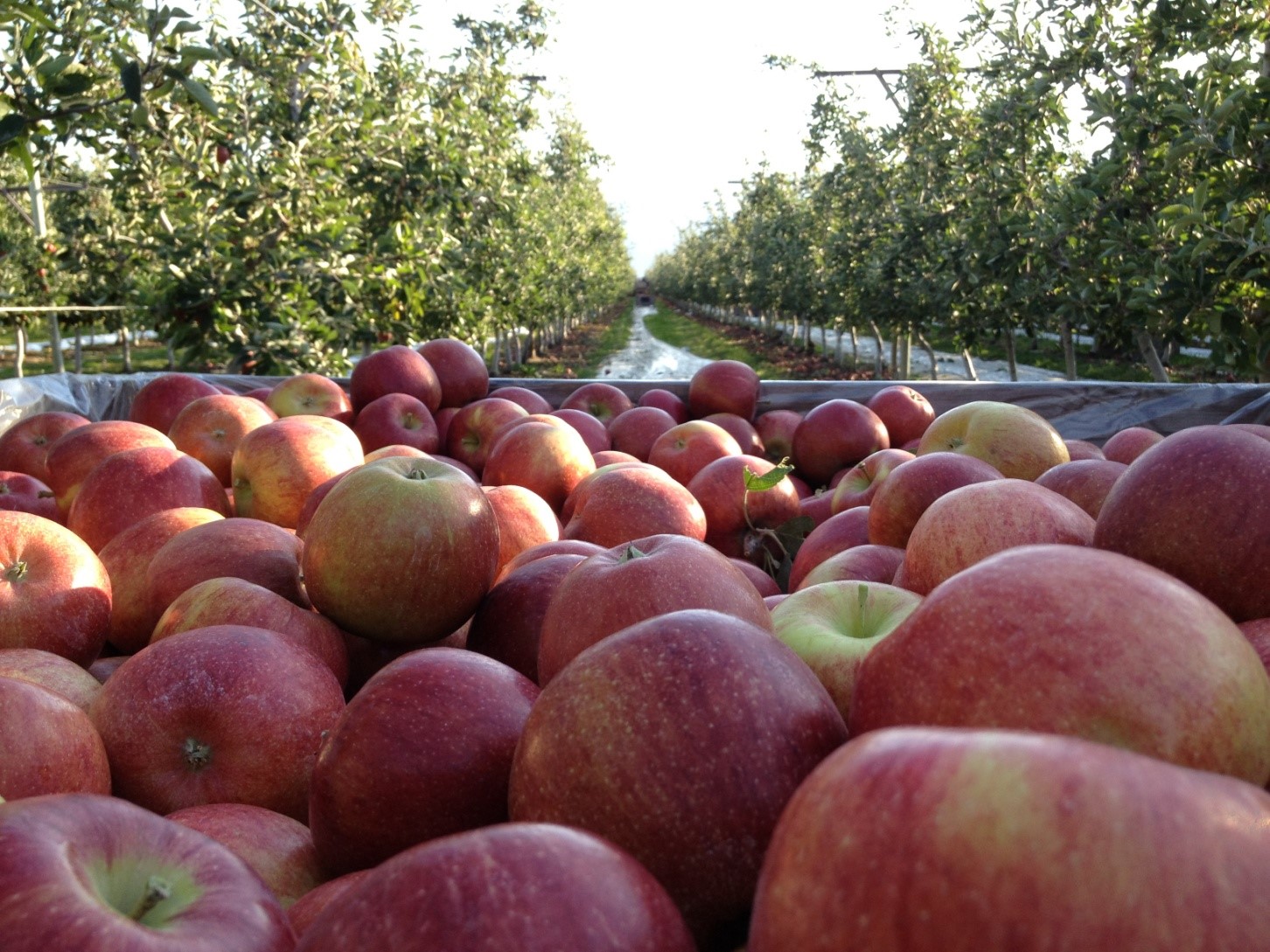 A large pile of red apples in a wooden harvest bin in an apple orchard with rows of trees in the background.