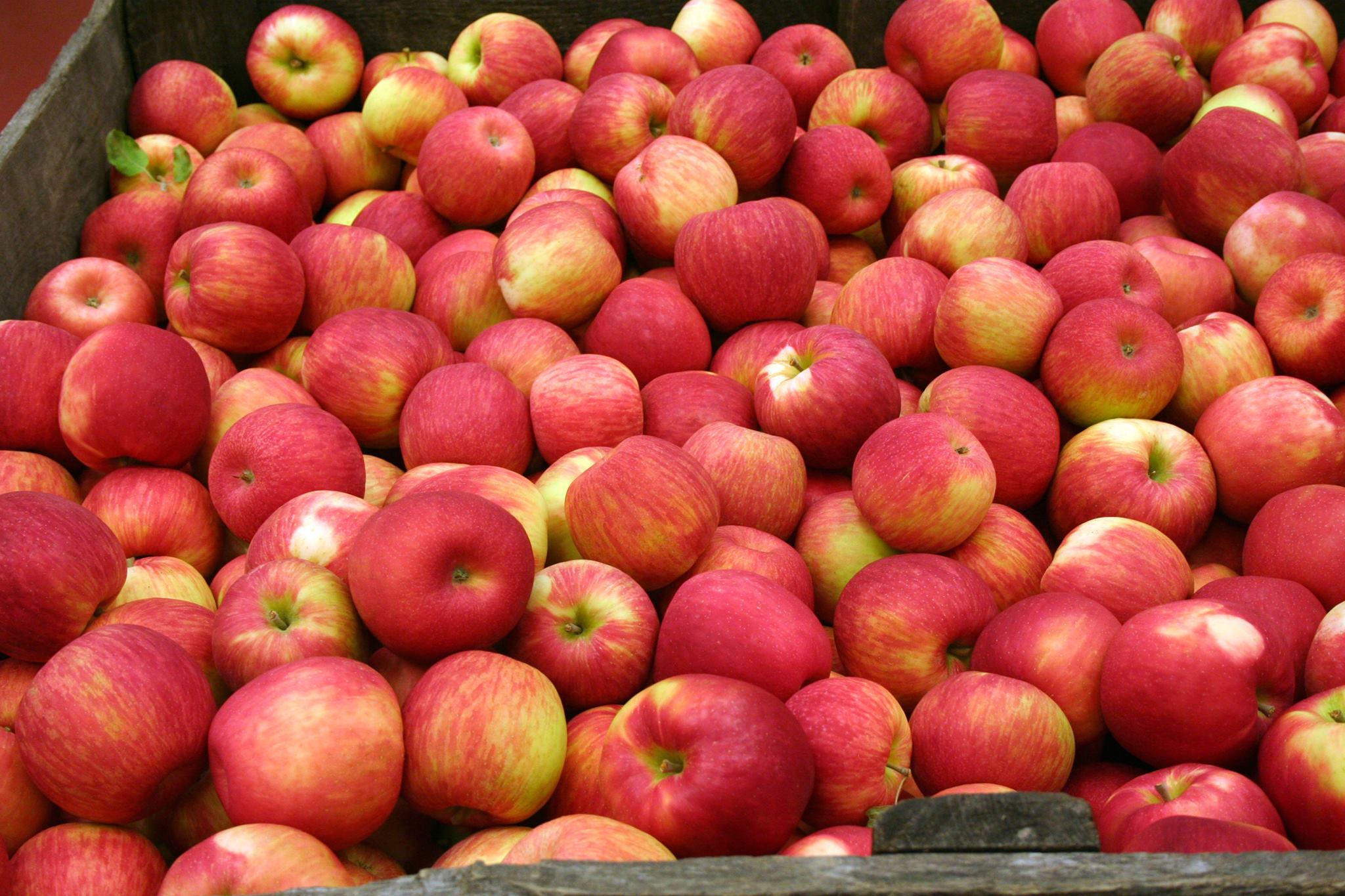 A large harvest bin full of red Washington apples.