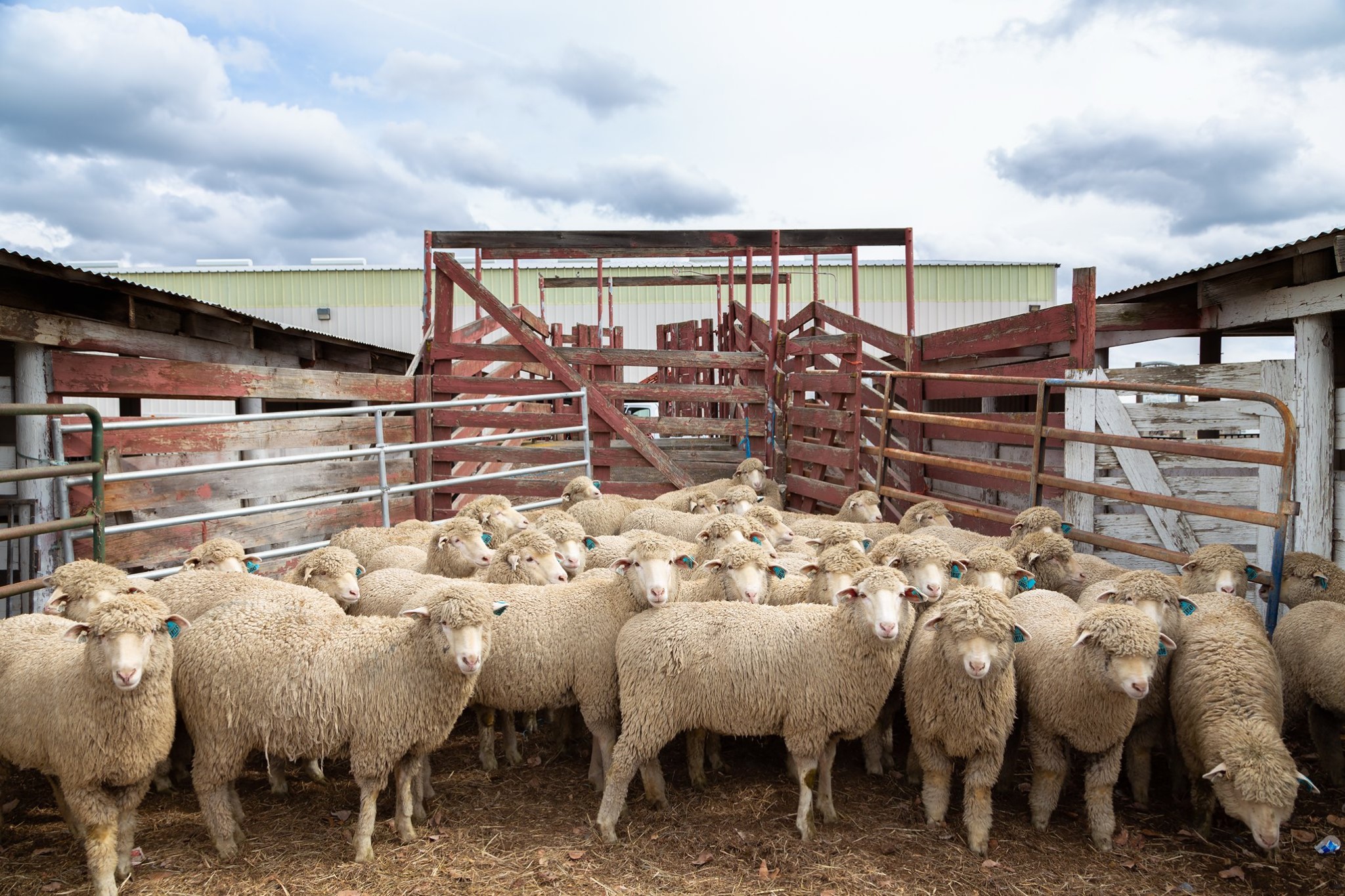 A flock of sheep gathered inside a pen, facing the camera, and huddled together.