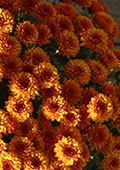 Orange flowers
