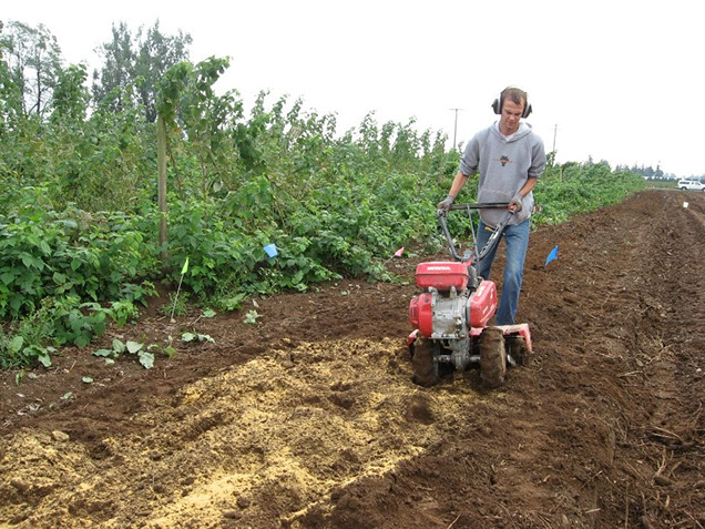 Incorporating the brassicaceous seed meal