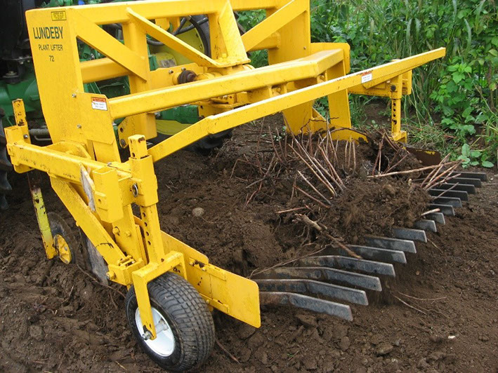Raspberry root removal using a plant lifter