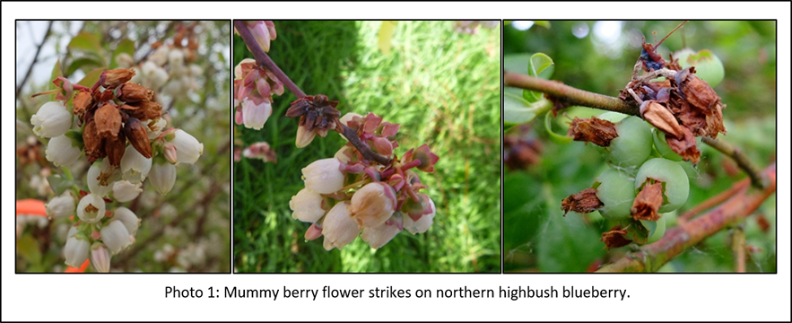 Photo of mummy berry flowers