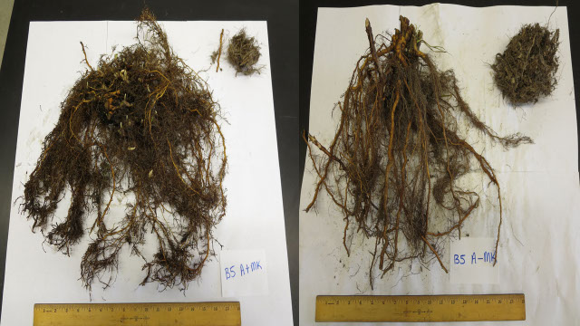 Photo of roots of a Meeker red raspberry