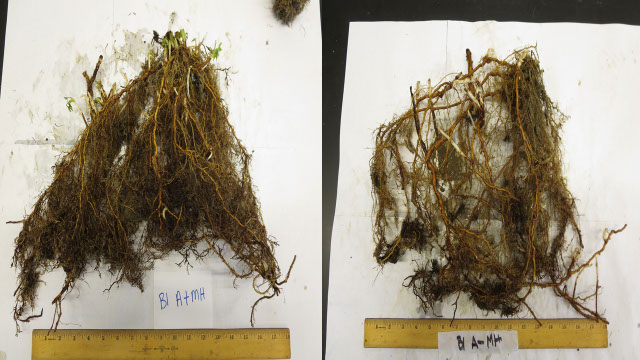 Photo of roots of Malahat red raspberry