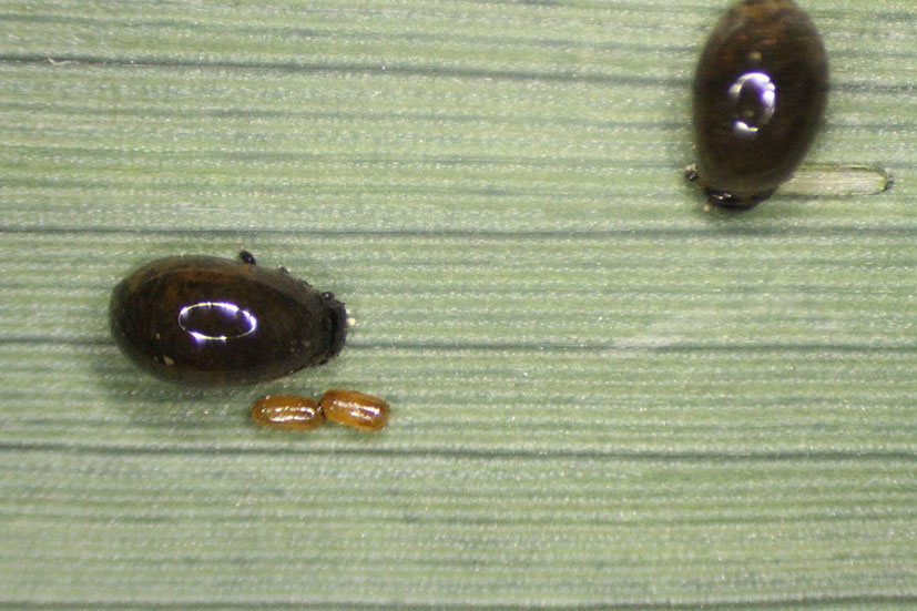 Two larval CLB feeding and 2 eggs, characteristically laid end to end, on the upper surface of the leaf, May 17, 2016.