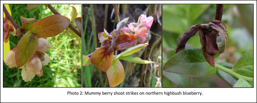 Photo of mummy berry shoot