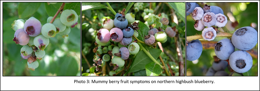 Photo of mummy berry fruit symptoms