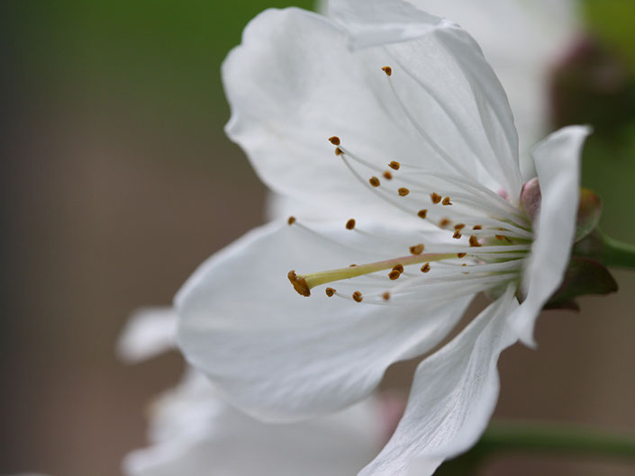 White flower, close up