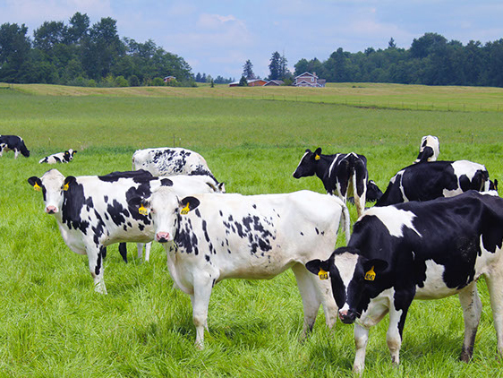 Several cows in a field