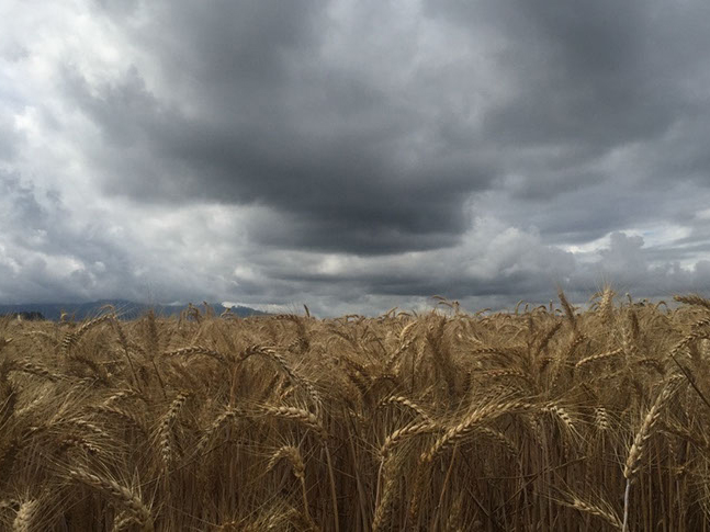 Crops under a stormy sky