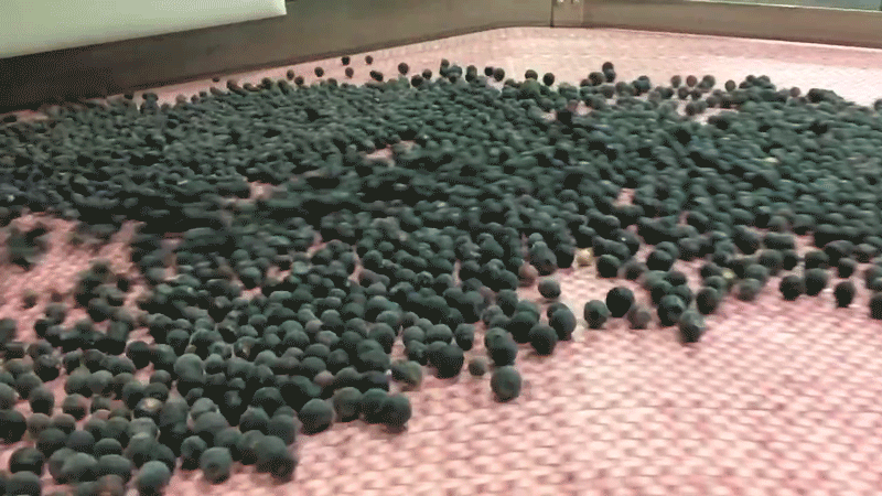 Blueberries being processed