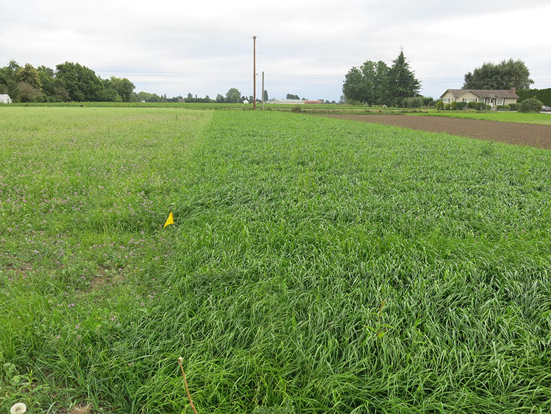Photo of Five-week-old Italian ryegrass stand