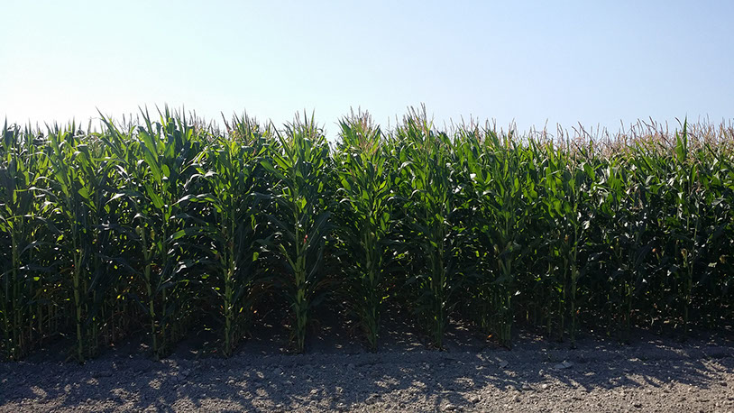 Photo of Blue River Hybrids corn silage variety trial at NWREC in Mount Vernon