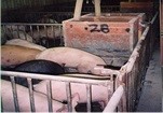 Photo 1. Example of an indoor pig production system.