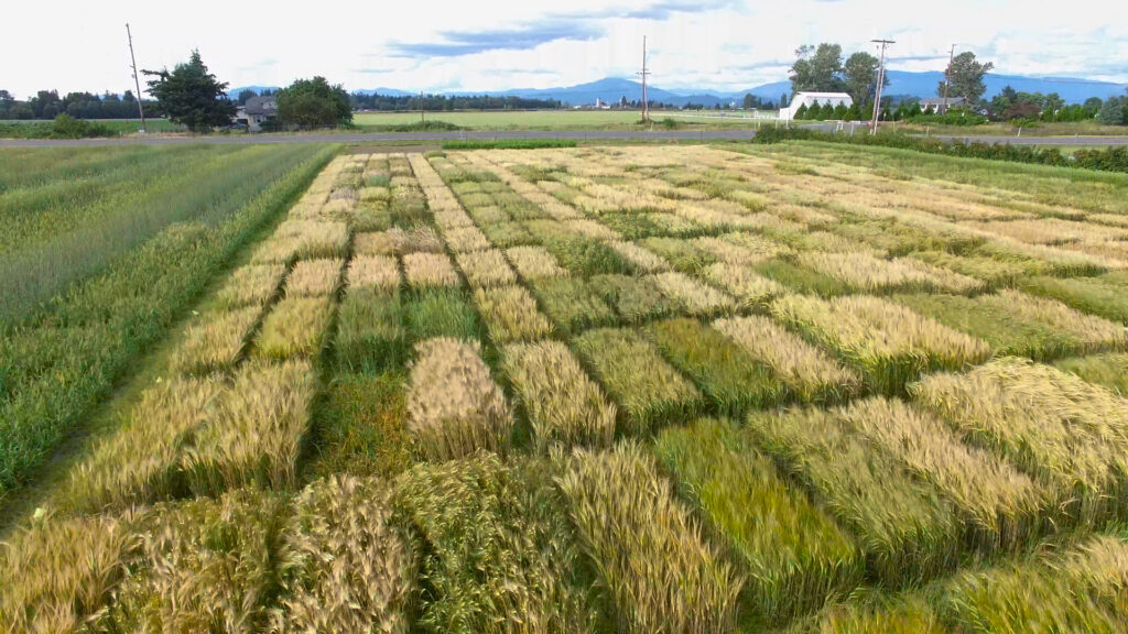 Farm field in many sections