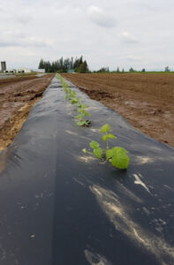 Transplanted red raspberries on plastic mulch