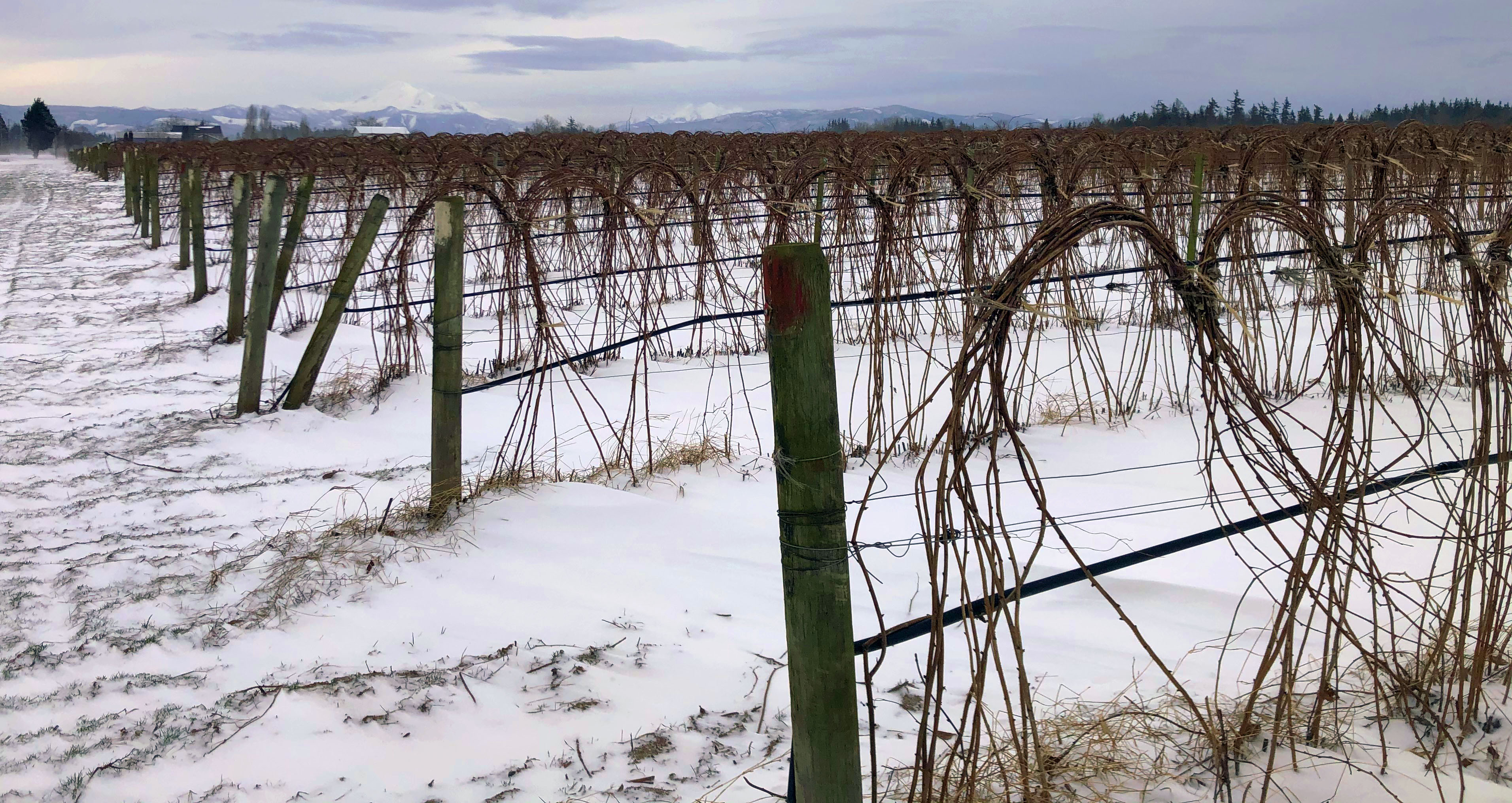 snow covered agriculture field