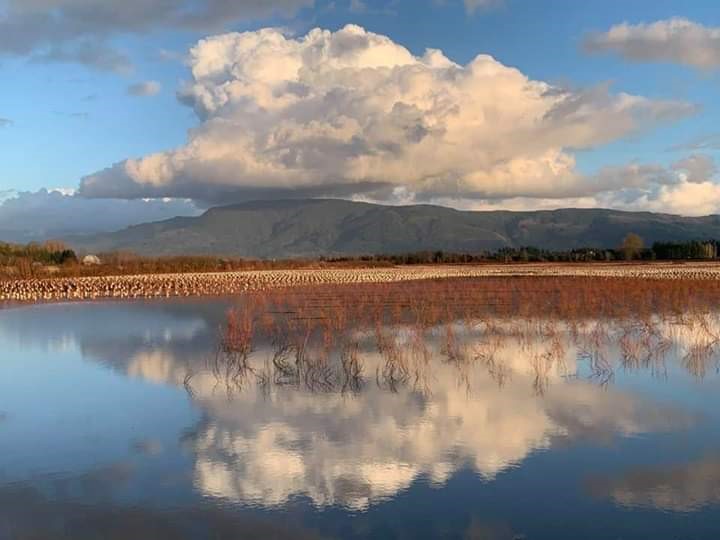wet agriculture field with clould reflection