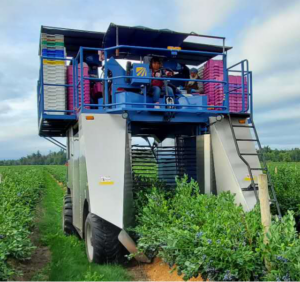 Blueberry harvester