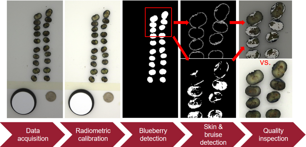 Steps for digital bruised area detection and data processing.